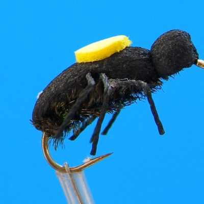 J. PARKER - PEACOCK BEETLE - 009