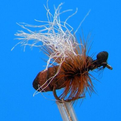 J. PARKER - CINNAMON ANT HF