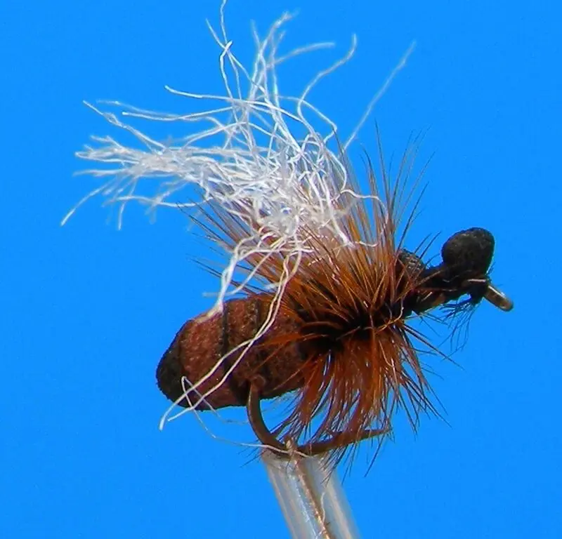 J. PARKER - CINNAMON ANT HF - 045