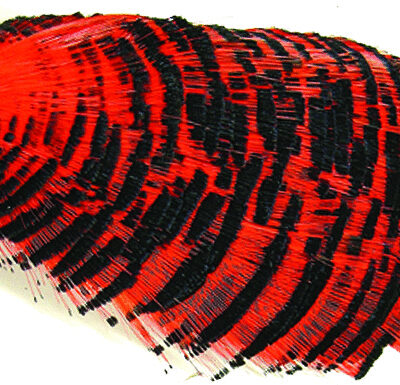 WAPSI - GOLDEN PHEASANT -TIPPET SECTION - GPT