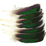 WAPSI - MALLARD MCGINTY -QUILL - MCG