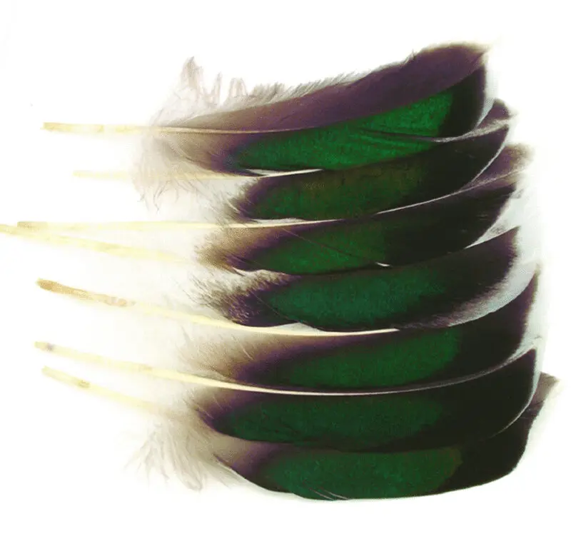 WAPSI - MALLARD MCGINTY -QUILL - MCG