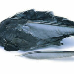 VENIARD - COOT WHOLE WINGS - CTW - FOLAGA