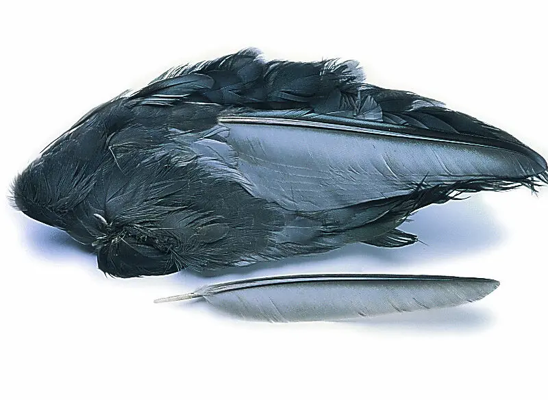 VENIARD - COOT WHOLE WINGS - CTW - FOLAGA