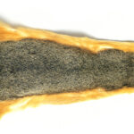 VENIARD - FOX SQUIRREL SKIN