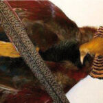 VENIARD - GOLDEN PHEASANT COMPLETE SKIN WHIT HEAD, BODY AND TAIL
