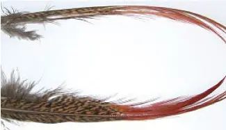 VENIARD - GOLDEN PHEASANT RED SPEARS - GPRS - FAGIANO DORATO