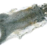 VENIARD - GREY SQUIRREL SKIN