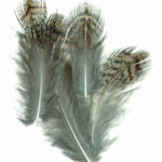 VENIARD - ENGLISH PARTRIDGE BROWN BACK HACKLE GR1 - EPBBH
