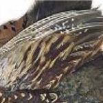 VENIARD - COCK RINGNECK PHEASANT WHOLE WINGS