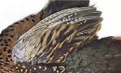 VENIARD - COCK RINGNECK PHEASANT WHOLE WINGS