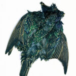 VENIARD - STARLING COMPLETE SKIN - STCS - STORNELLO