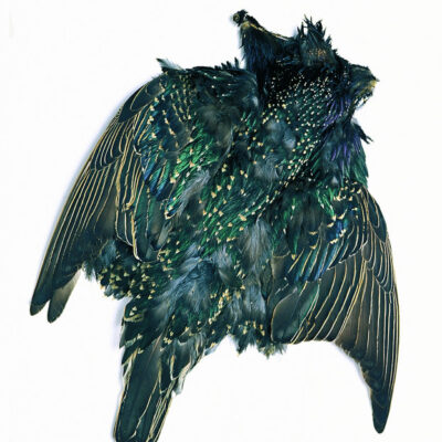 VENIARD - STARLING COMPLETE SKIN