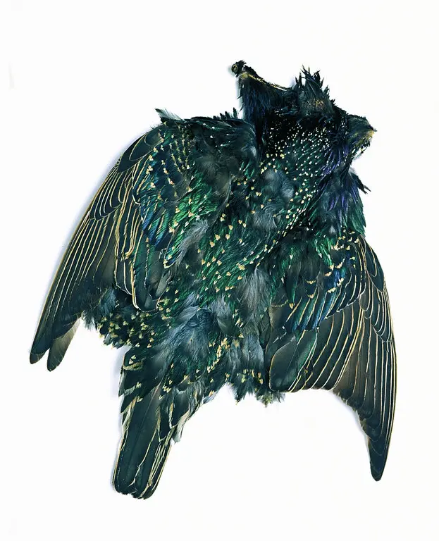 VENIARD - STARLING COMPLETE SKIN - STCS - STORNELLO