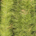 JUST ADD H2O - STREAMER BRUSH2" – Image 9