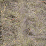 JUST ADD H2O - STREAMER BRUSH2" – Image 16