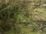 FISH AGE - VISCO MOTTLED - Image 3