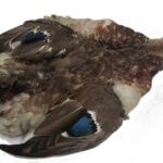 CHEVRON - MALLARD HEN -SKIN