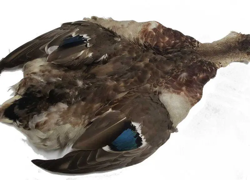CHEVRON - MALLARD HEN -SKIN