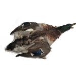 CHEVRON - MALLARD DUCK SKIN