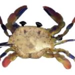 MONTANA FLY - MFC LATEX CRAB - MOTTLED TAN [TSM-TARPON-22]