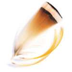 VENIARD - GOLDEN PHEASANT TIPPETS MEDIUM - GPTFS