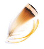 VENIARD - GOLDEN PHEASANT TIPPETS MEDIUM - GPTFS