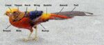 VENIARD - GOLDEN PHEASANT TIPPETS MEDIUM - GPTFS - Image 2