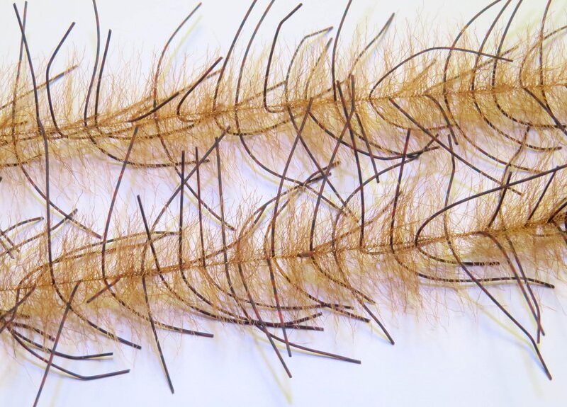 JUST ADD H2O - LIVELY LEGS CRUSTACEAN BRUSH 1'' – Image 23