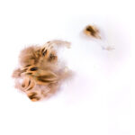 CHEVRON - MALLARD DUCK BREAST – Image 2