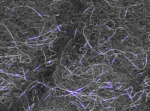 MONTANA FLY - UV FROG'S HAIR DUBBING - Image 3
