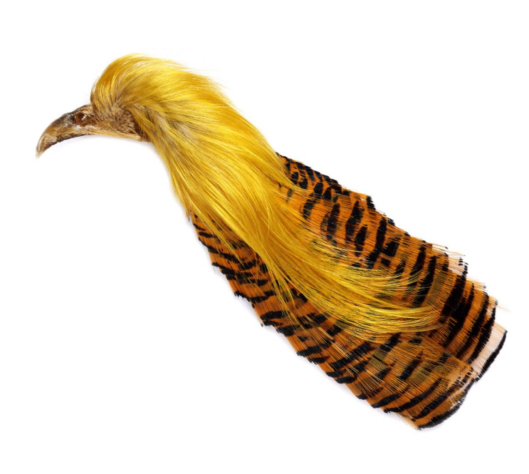 VENIARD - GOLDEN PHEASANT N°2 COMPLETE HEAD NATURAL - GPH2