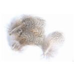 VENIARD - ENGLISH PARTRIDGE GREY NECK G 3