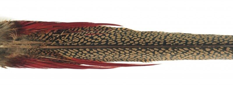 VENIARD - GOLDEN PHEASANT COMPLETE TAIL - GPCT - FAGIANO DORATO - immagine 2
