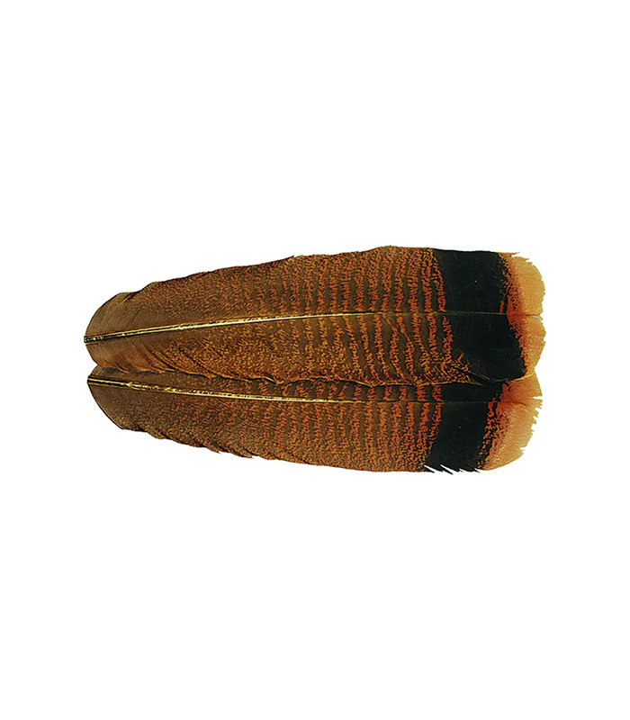 CS2029