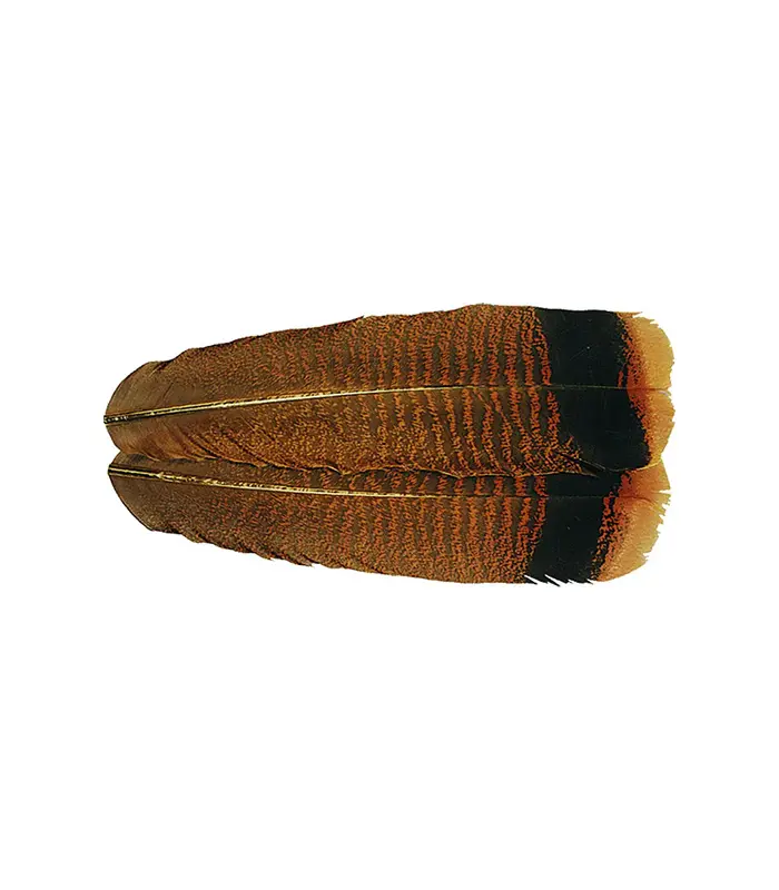 CS2029