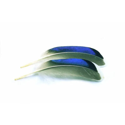 VENIARD - MALLARD DUCK WING QUILLS BLUE WHITE TIP - MDWQB - GERMANO REALE