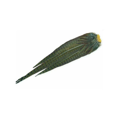 CS2411