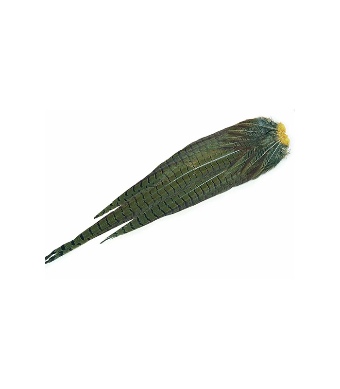 CS2411
