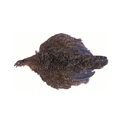 CS2498