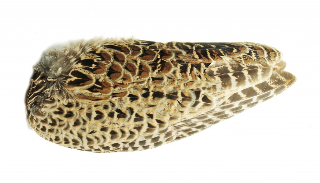 L_Hen Pheasant wings VENIARD - HEN PHEASANT WINGS - HPWW - Image 1