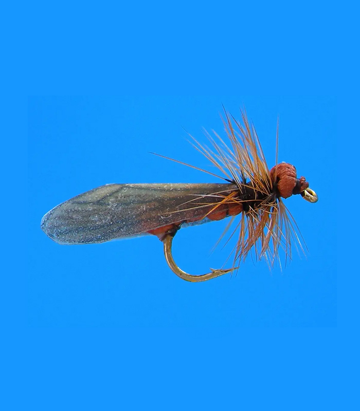 MS0309
