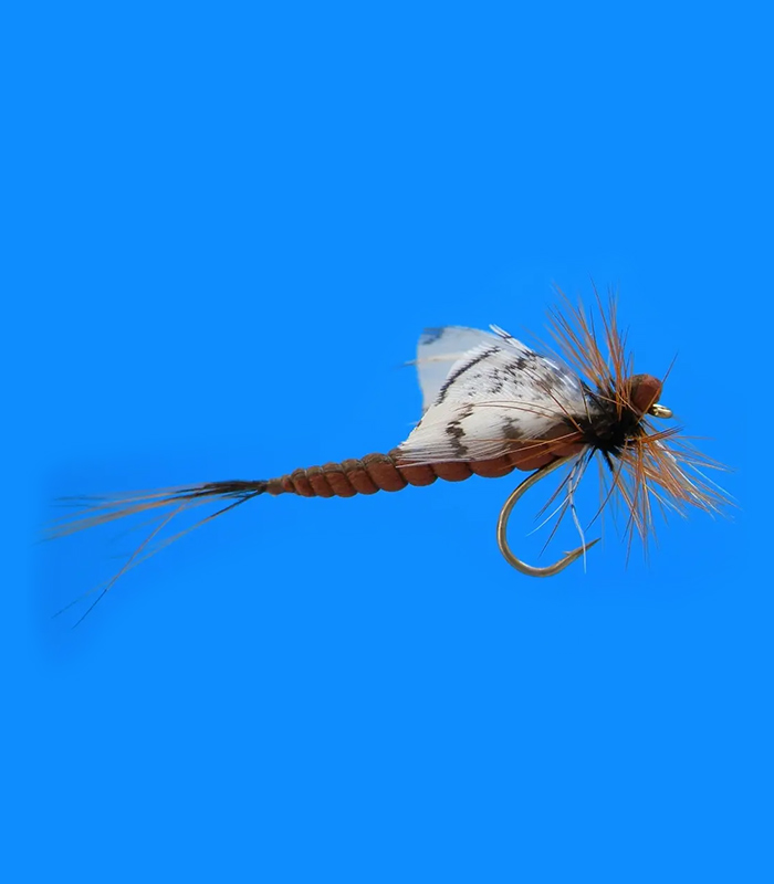 MS0323