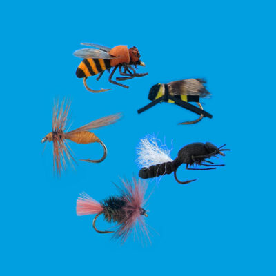 800x800_api-ditteri-vespe