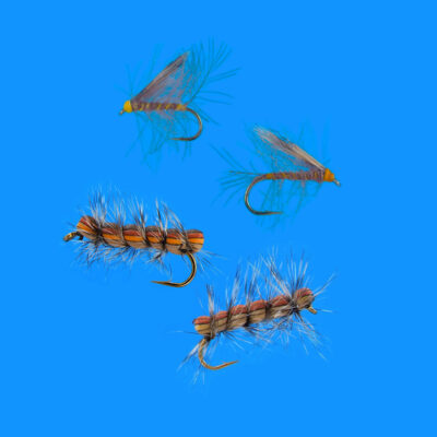 800x800_bruchi