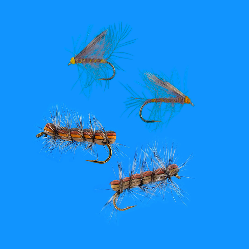 800x800_bruchi