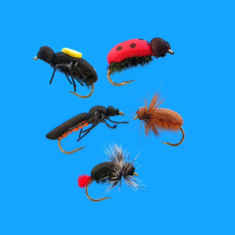 800x800_coleotteri