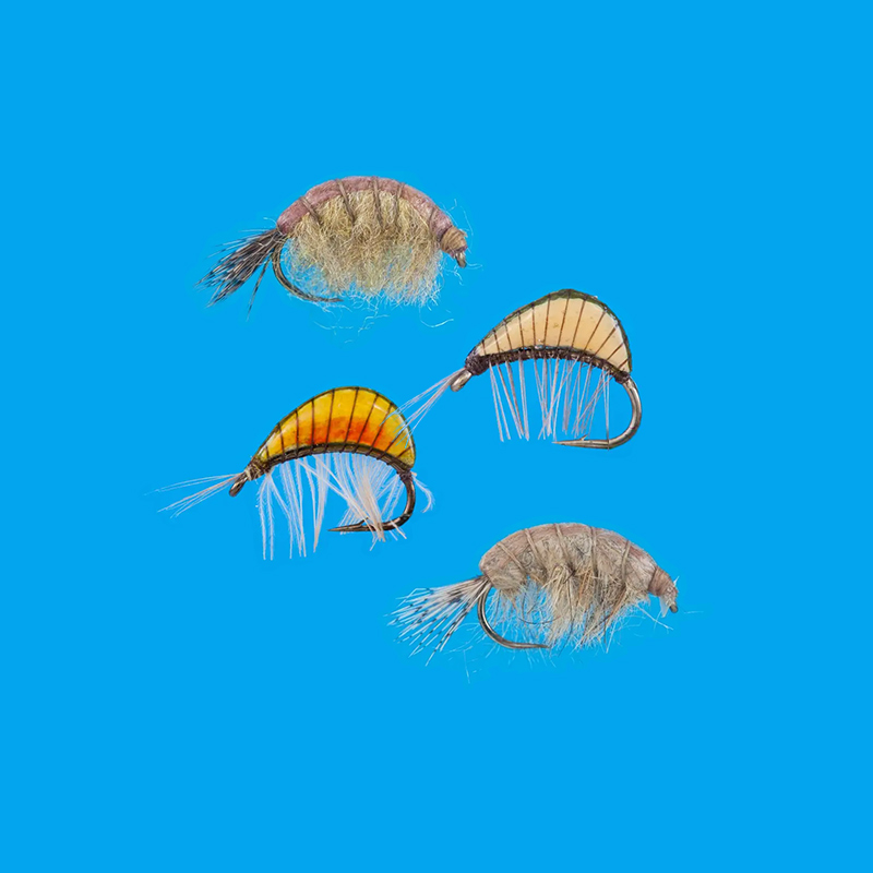 800x800_gammaridi