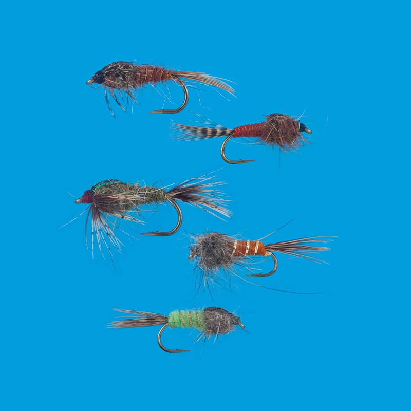 800x800_ninfe