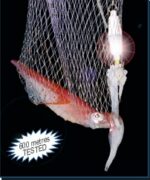 STONFO -  TURLUTTES LUMINEUSES- 175F - PAQUET DE PIÈCES 2 – Image 2